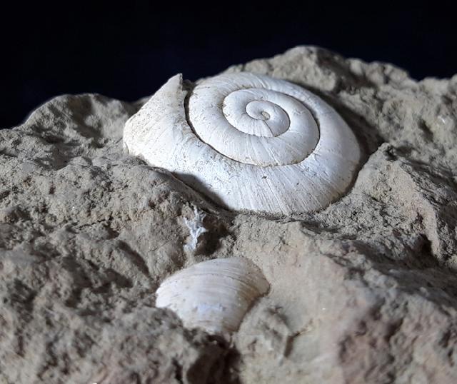 Mesodontopsis nehringeri SCHLICKUM & STRAUCH 1973 - Bild © FossNet FossilienStore